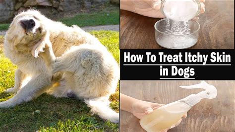 Protect Your Pup with Magix Dust: A Must-Have for Dog Owners